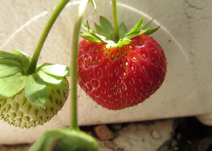 아파트 Bonacic Palace